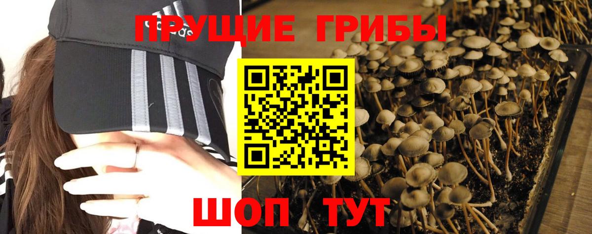 Галлюциногенные грибы GOLDEN TEACHER  Вход с VPN  Карабулак 